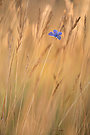 blauer Tupfer