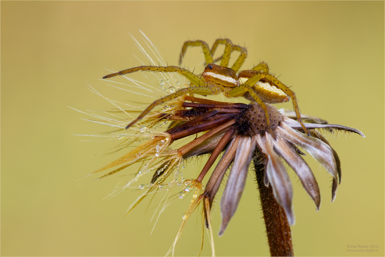 Gerandete Jagdspinne