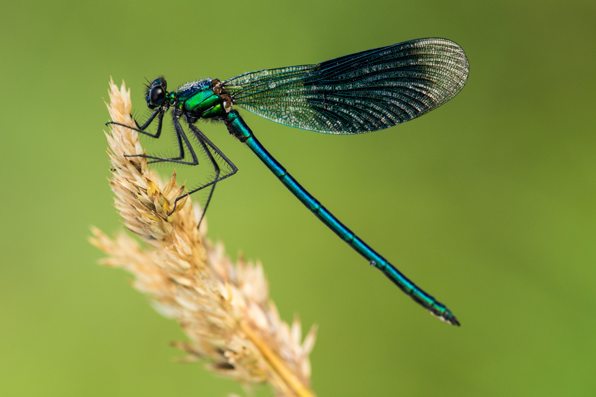 gebänderten Prachtlibelle - Calopteryx splendens