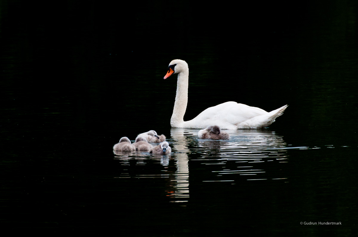 Schwanenfamilie in der Dämmerung