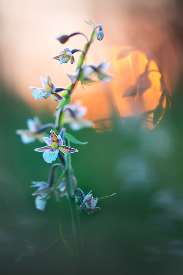 Der Orchideensommer