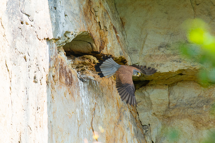 Turmfalke - Falco tinnunculus