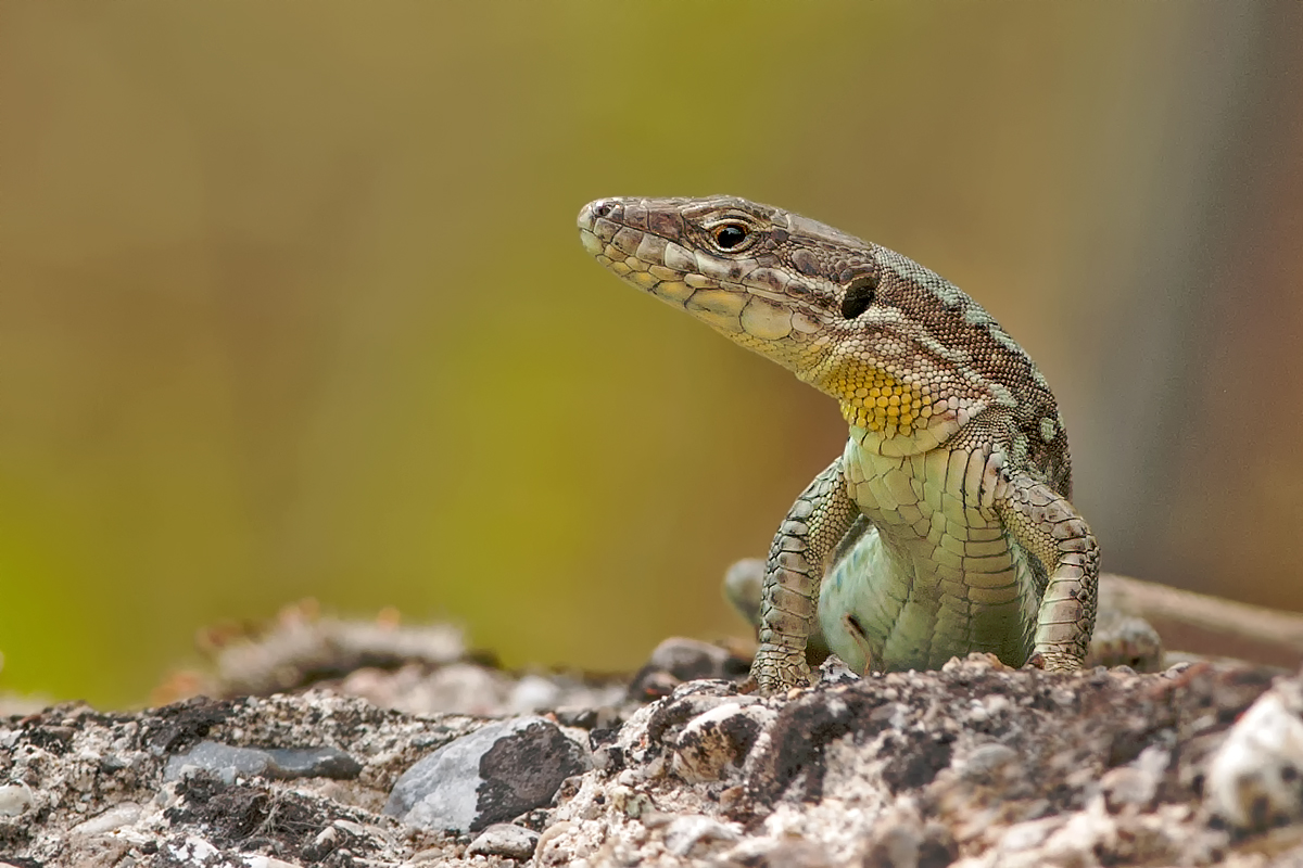 ein Komodowaran