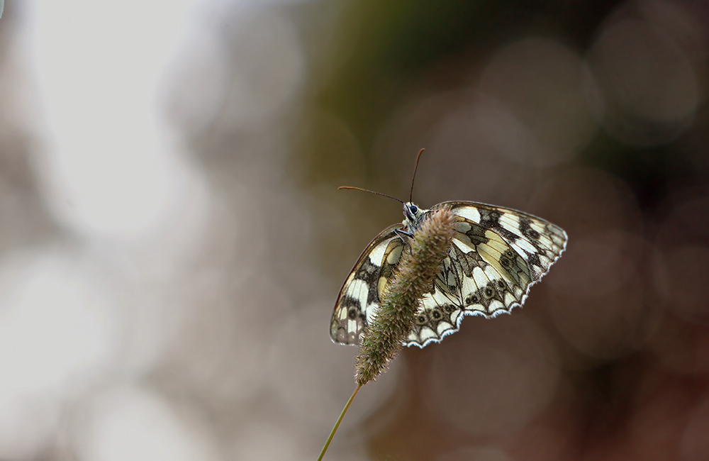  - image::Thomas_Foerster_schmetterling_schachbrettfalter_insekt_falter