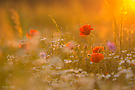 Sommerwiese
