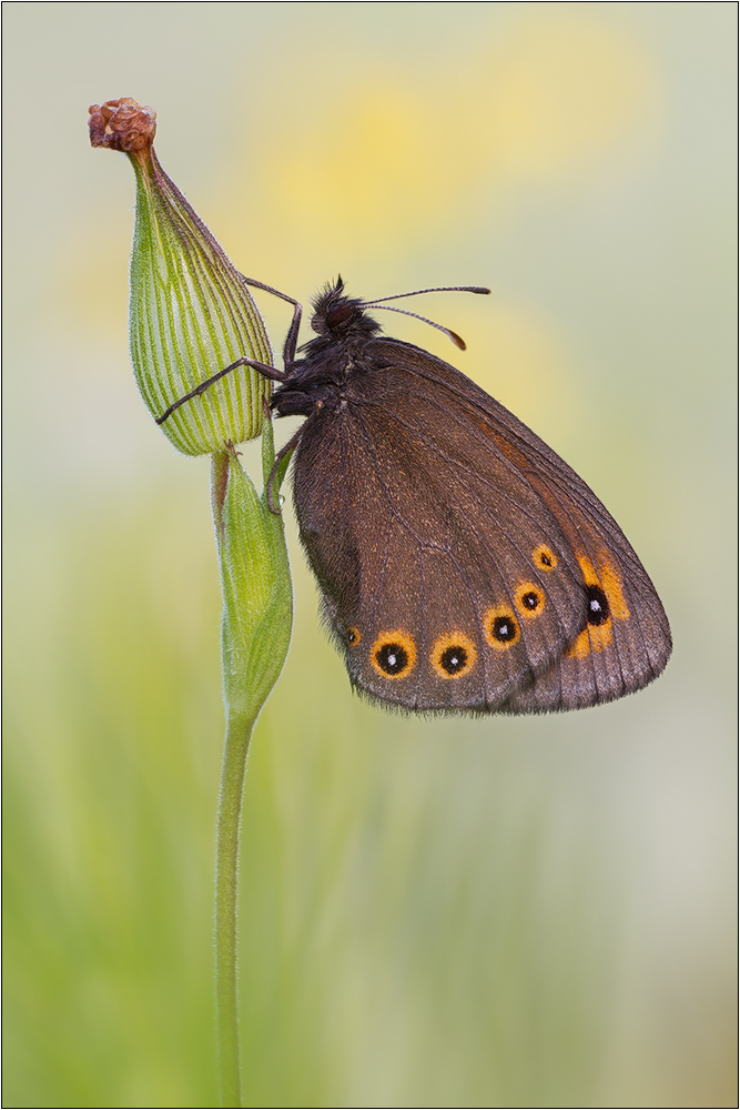 Rundaugen Mohrenfalter (Erebia medusa)