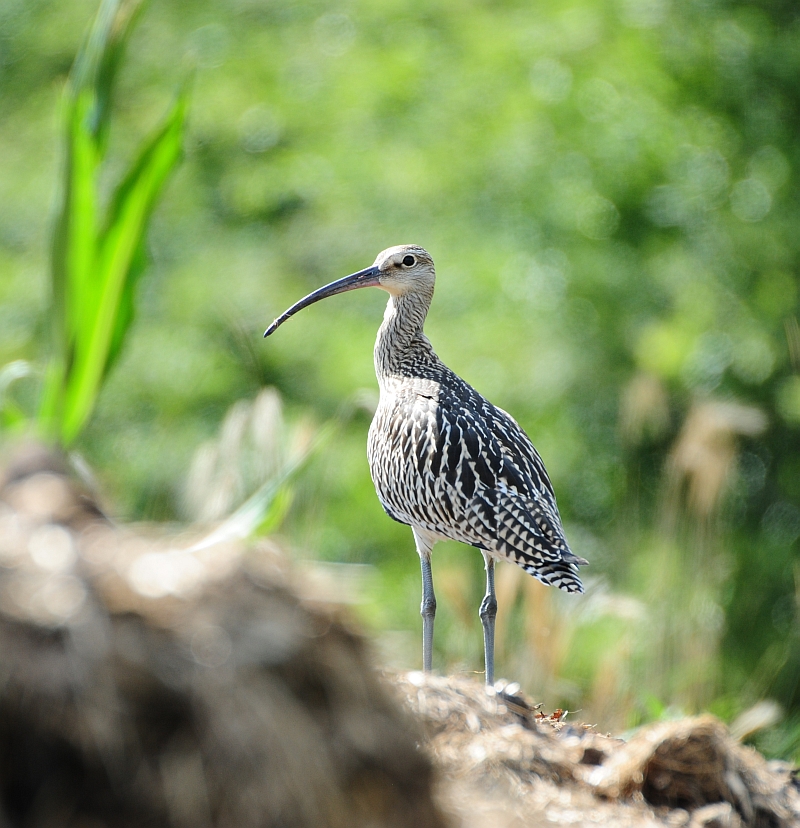 Großer- oder Regenbrachvogel