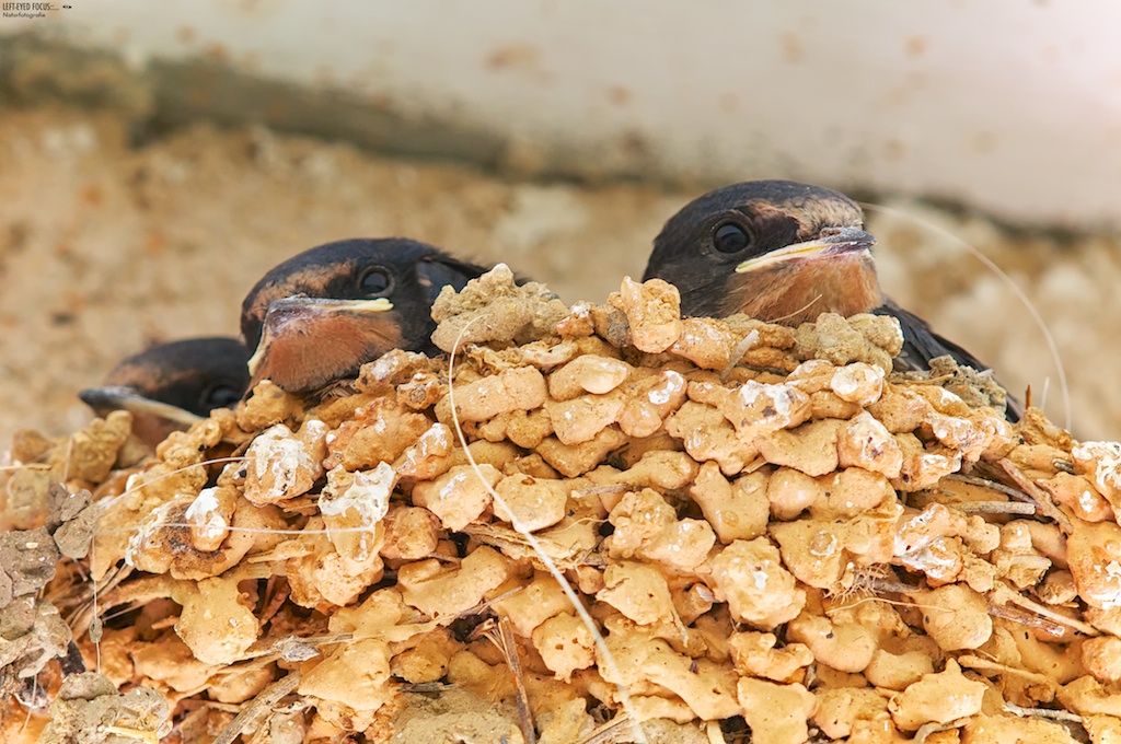 Hirundo rustica