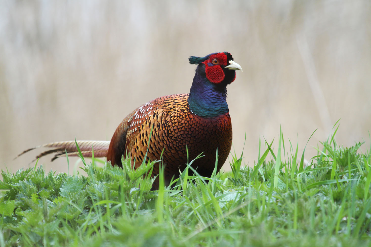 Fasan (Phasianus colchicus)