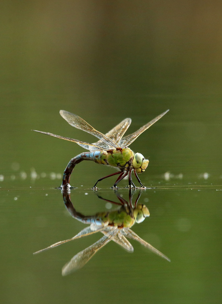 Königslibelle im Wasser