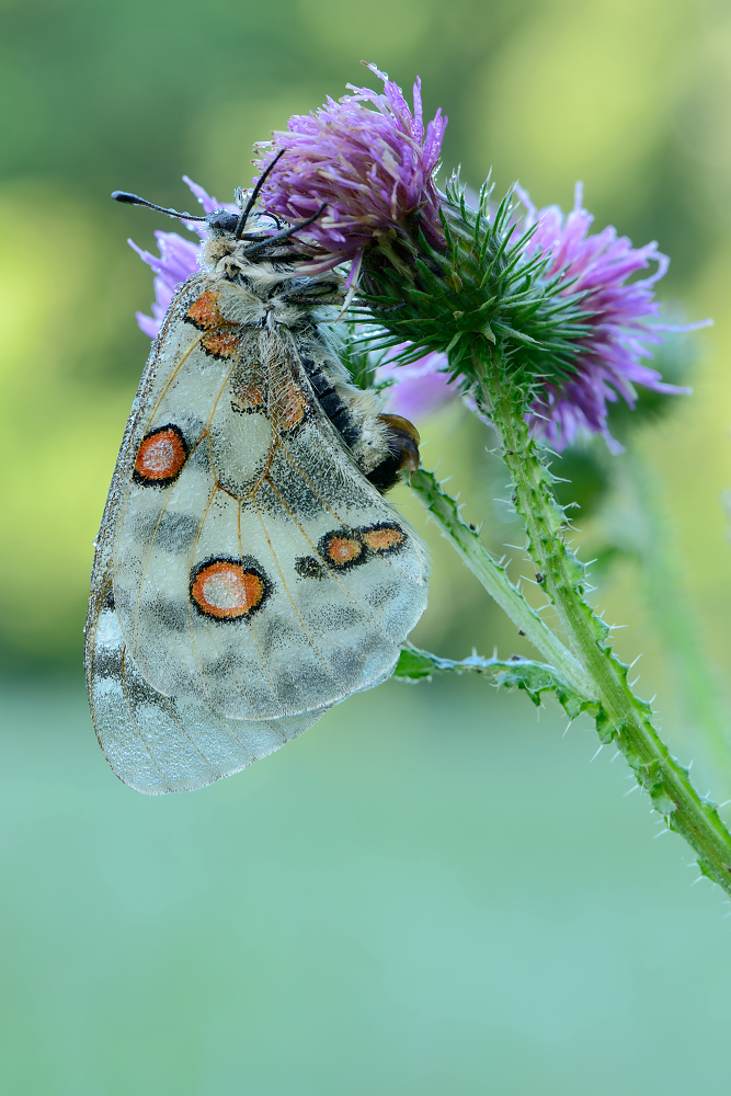 Apollo Weibchen mit Sphragis