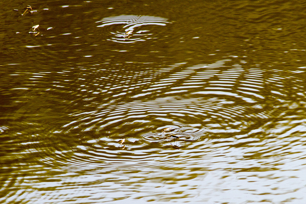 Wasserläufer simulieren Regen