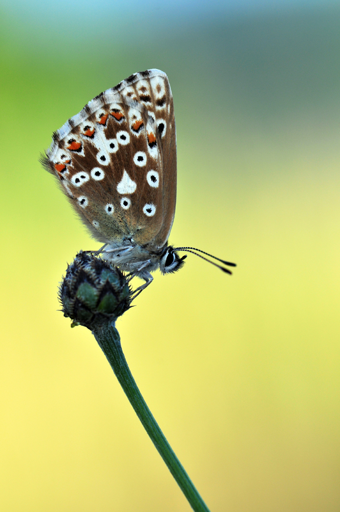 Silbergrüner Bläuling (Polyommatus coridon)