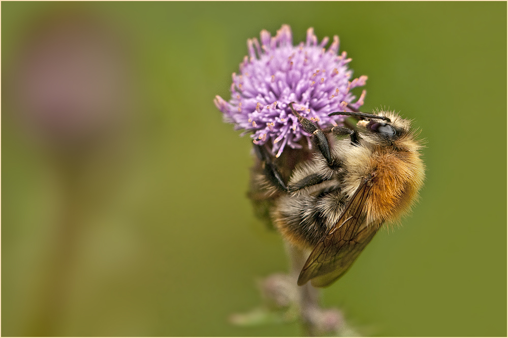 Ackerhummel