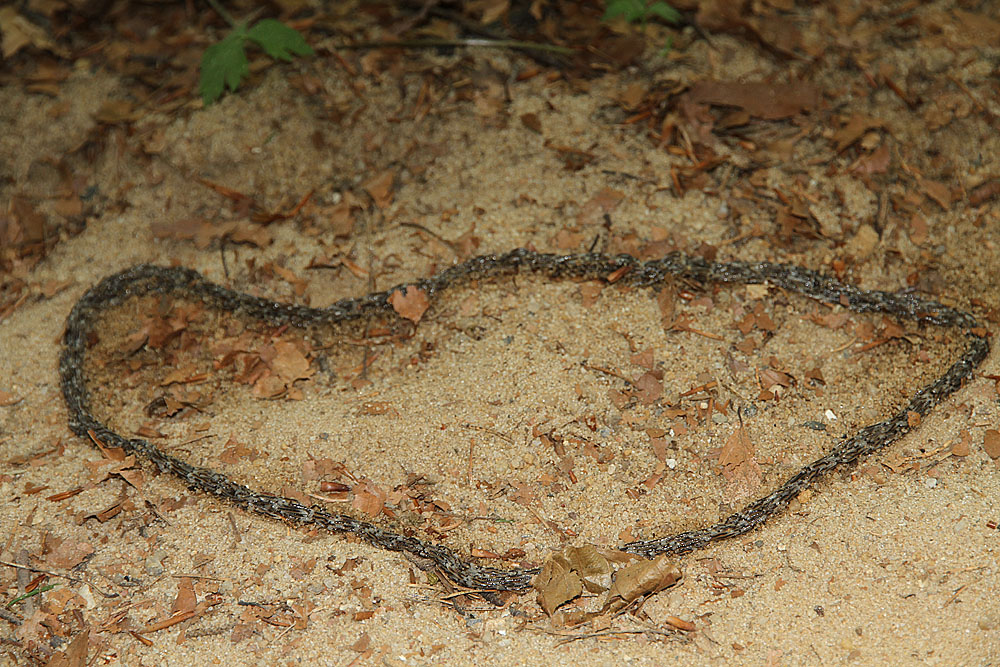 Ringelreihe mit Maden oder Würmern (Forum für Naturfotografen)