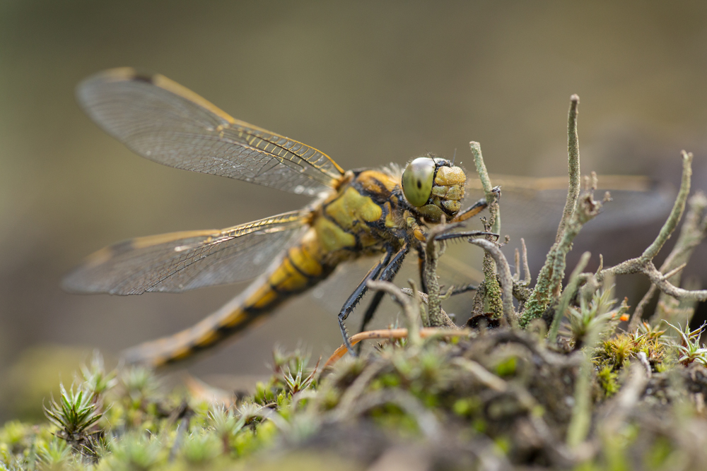 Sympetrum vulgatum