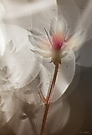 Ein Hauch Blume...