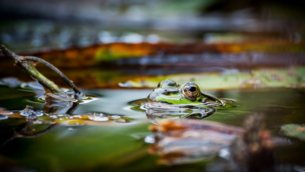 Kleiner Wasserfrosch (Rana lessonae)