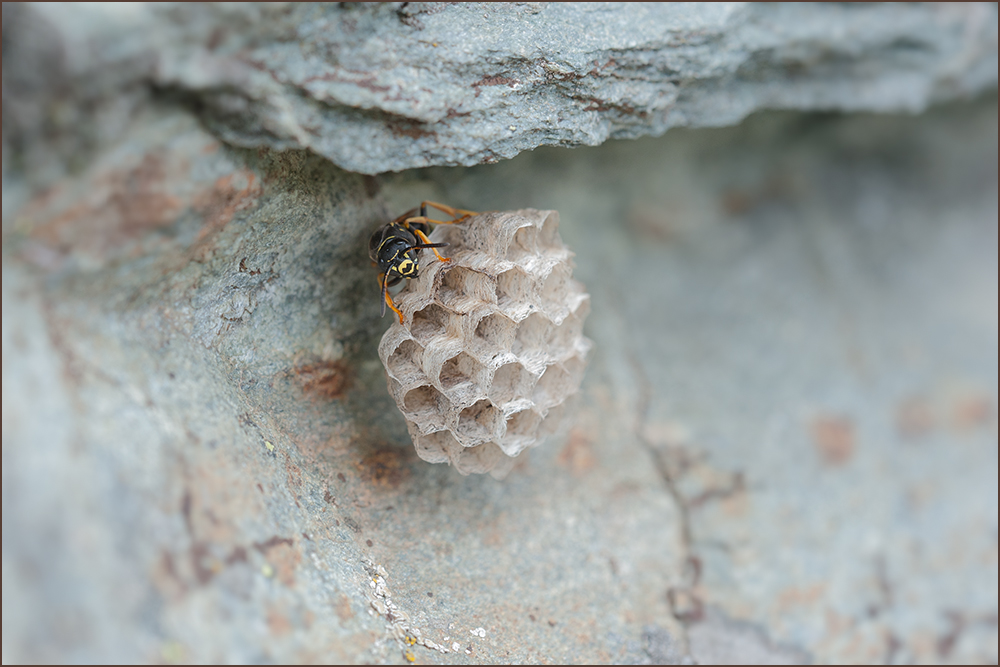 Berg-Feldwespe (Polistes biglumis)