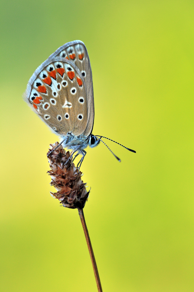 Hauhechel-Bläuling (Polyommatus icarus)