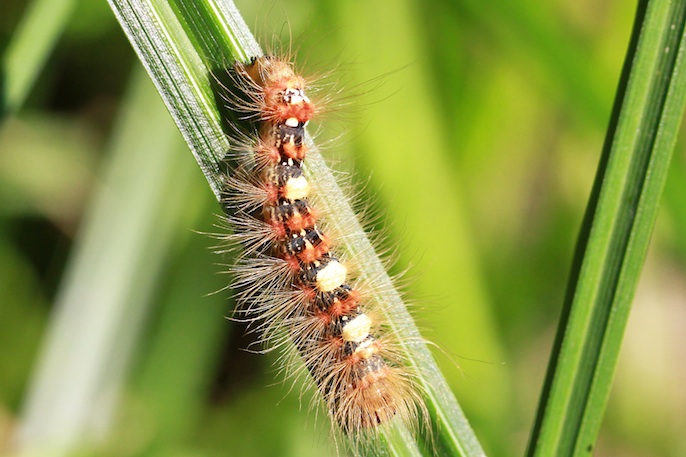 Raupe...Seladoneule (Moma alpium)