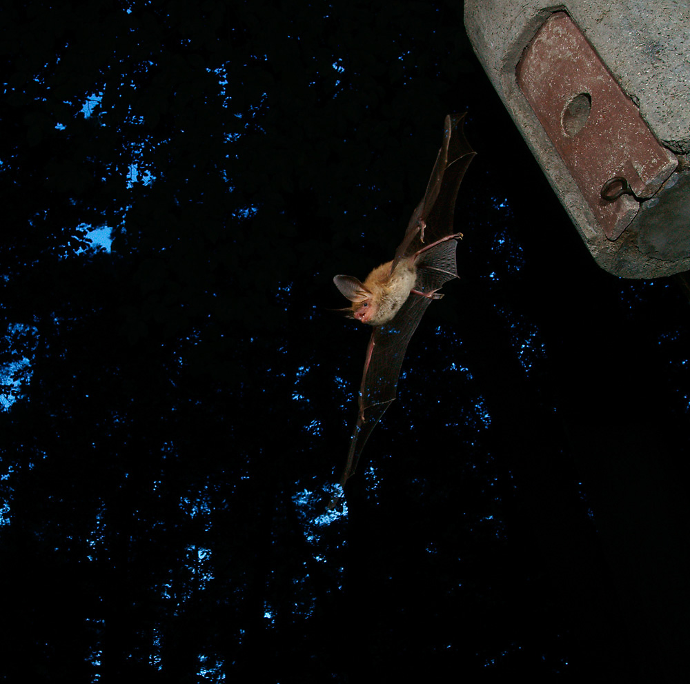 Bechsteinfledermaus beim Ausflug
