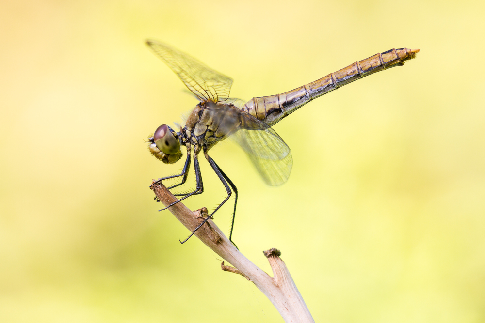 Blutrote Heidelibelle (Sympetrum sanguineum)