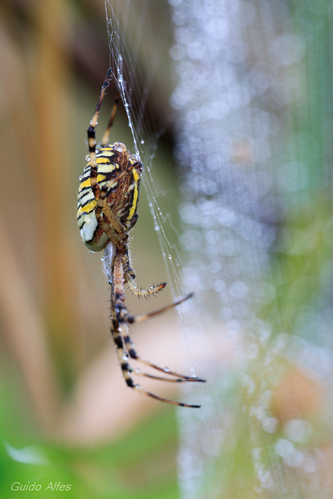 Spinne der Saison