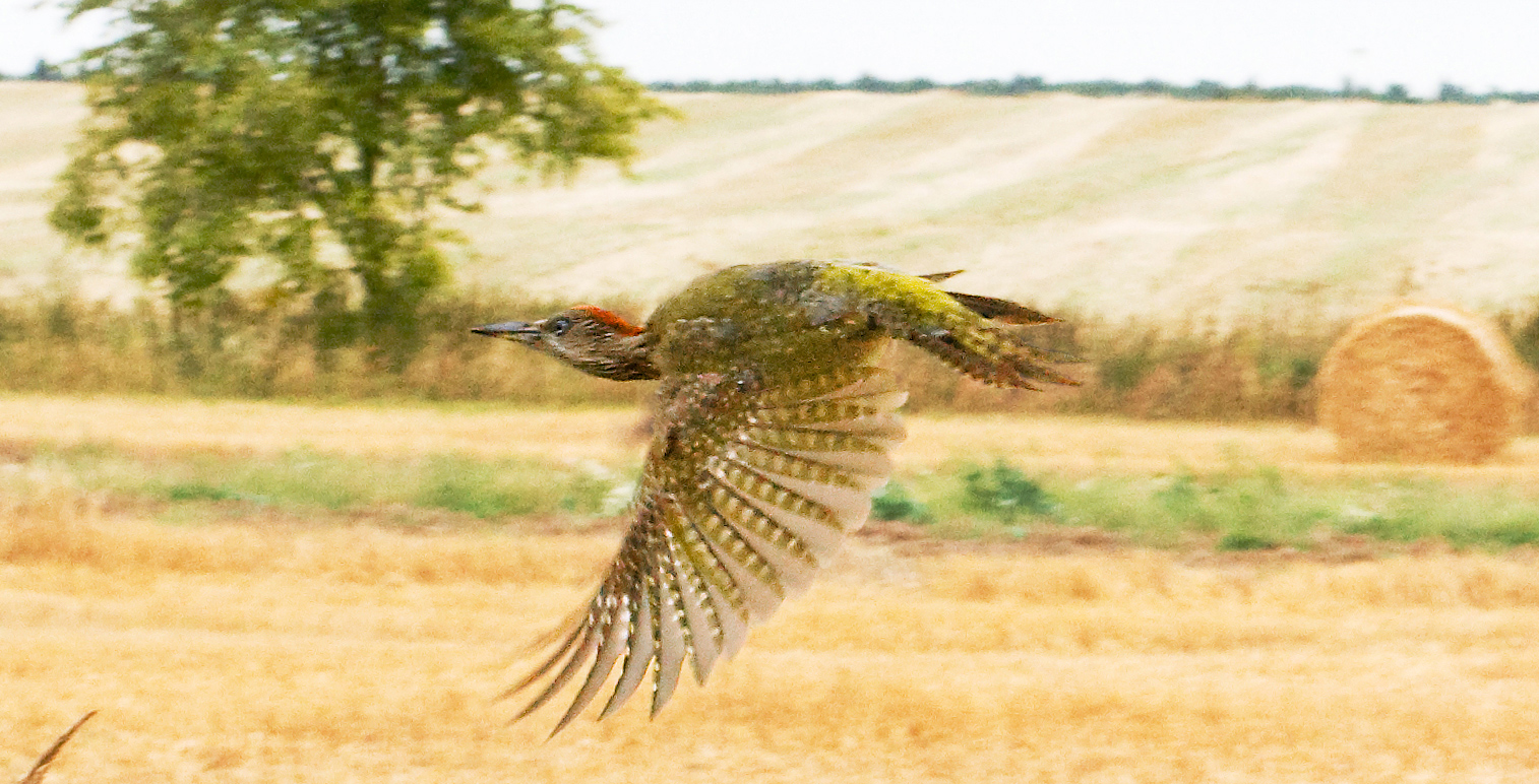 Grünspecht Flugbild