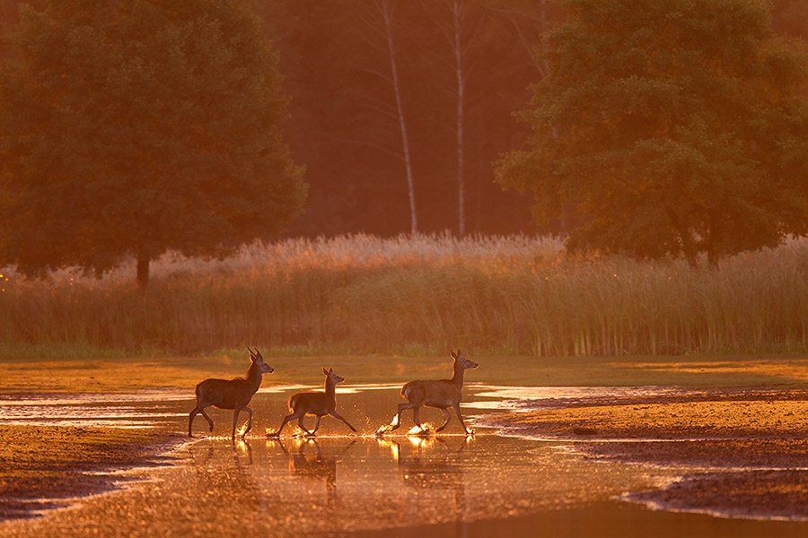 Wasserballett im Morgenlicht