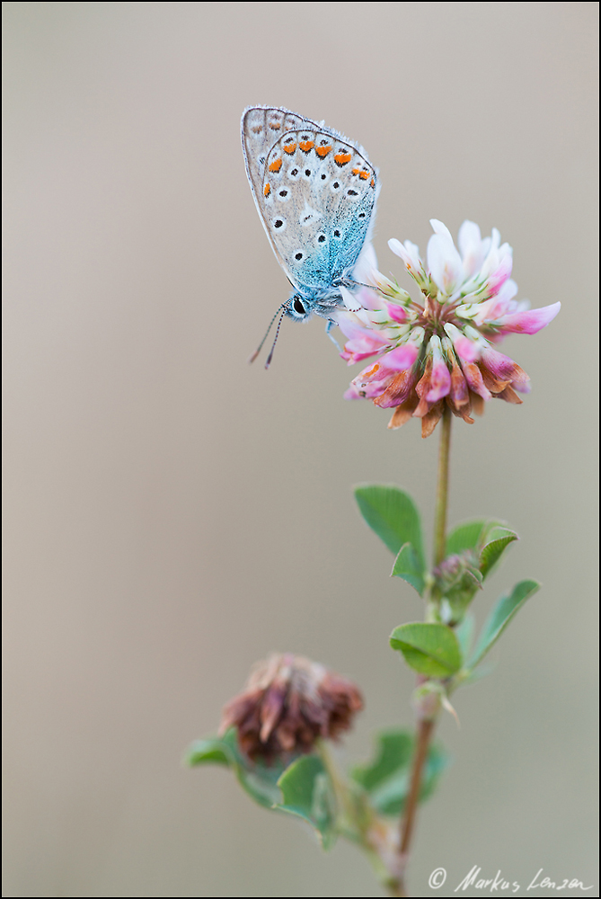 Hauhechel-Bläuling (Polyommatus icarus) nach Sonnenuntergang