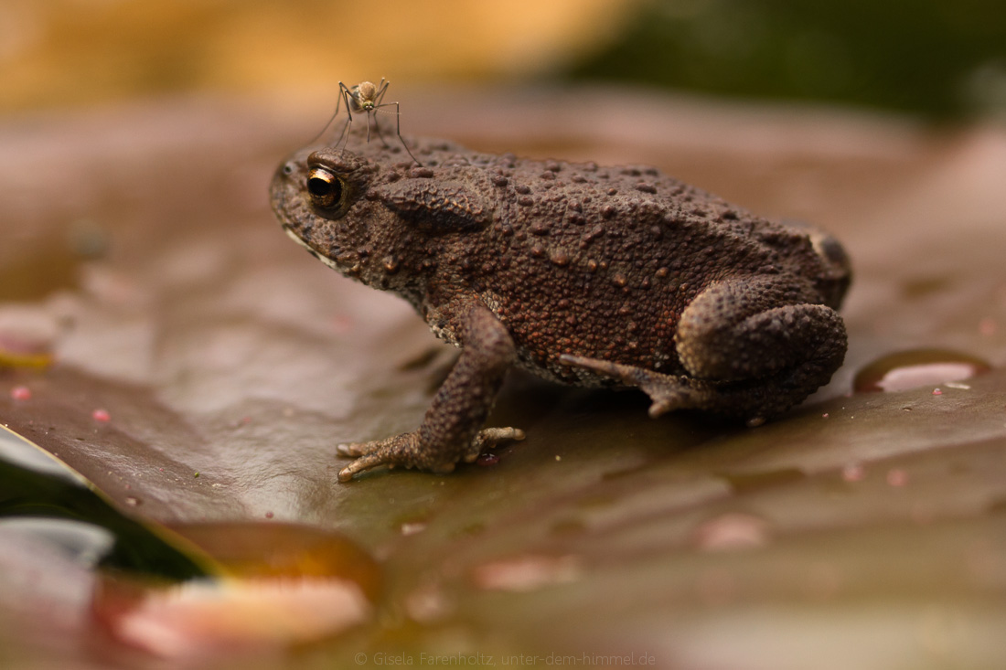 Froschkönig