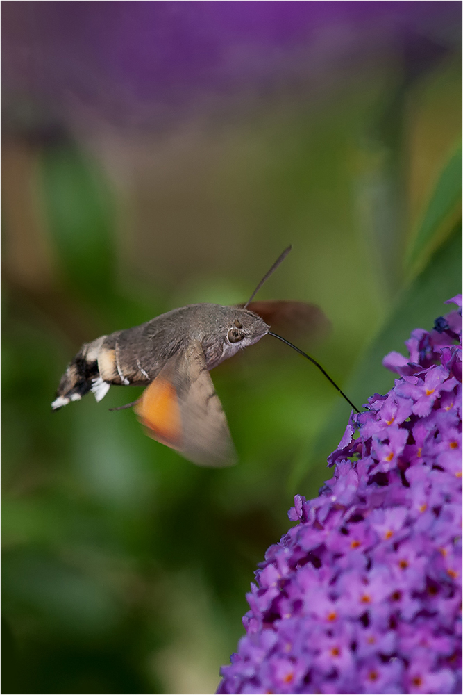 Taubenschwänzchen (Macroglossum stellatarum)