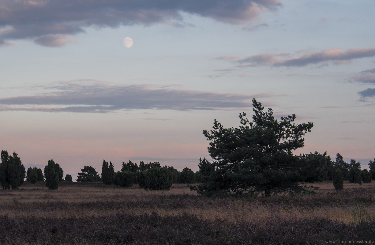 Lüneburger Heide