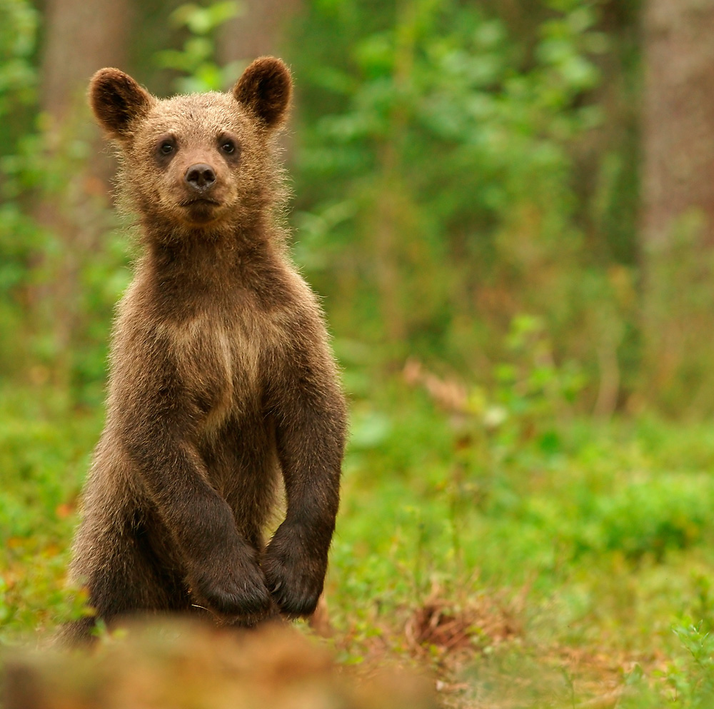 Junger Braunbär