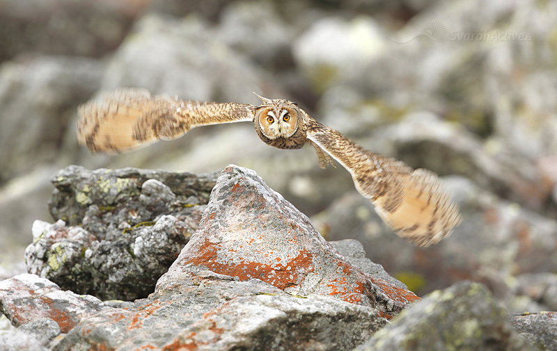 Waldohreule (Asio otus)