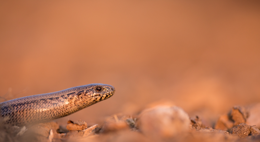 Anguis fragilis