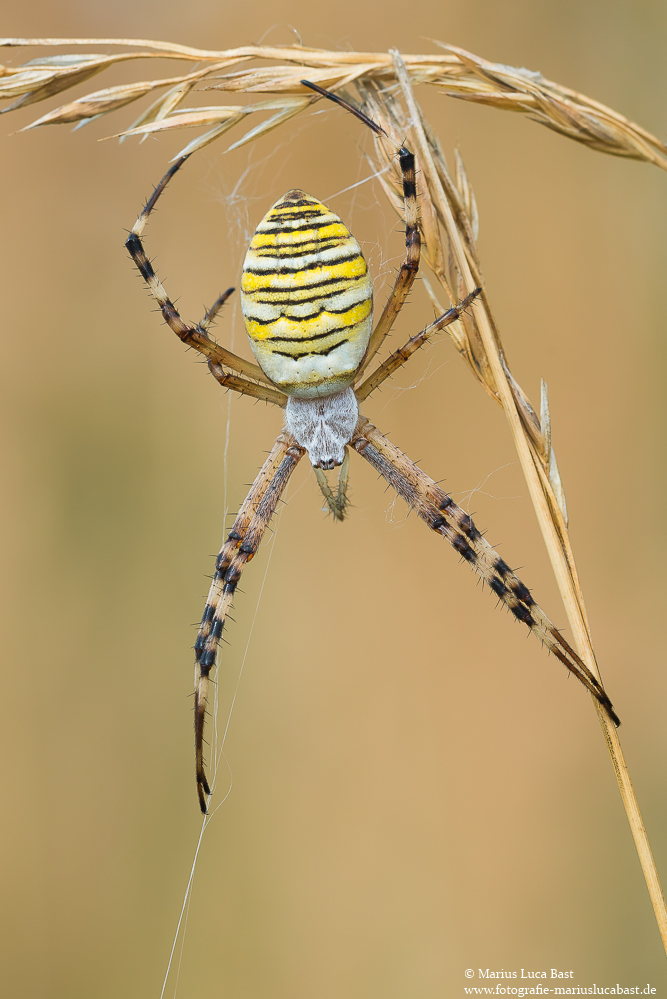 Wespenspinne (Argiope bruennichi)
