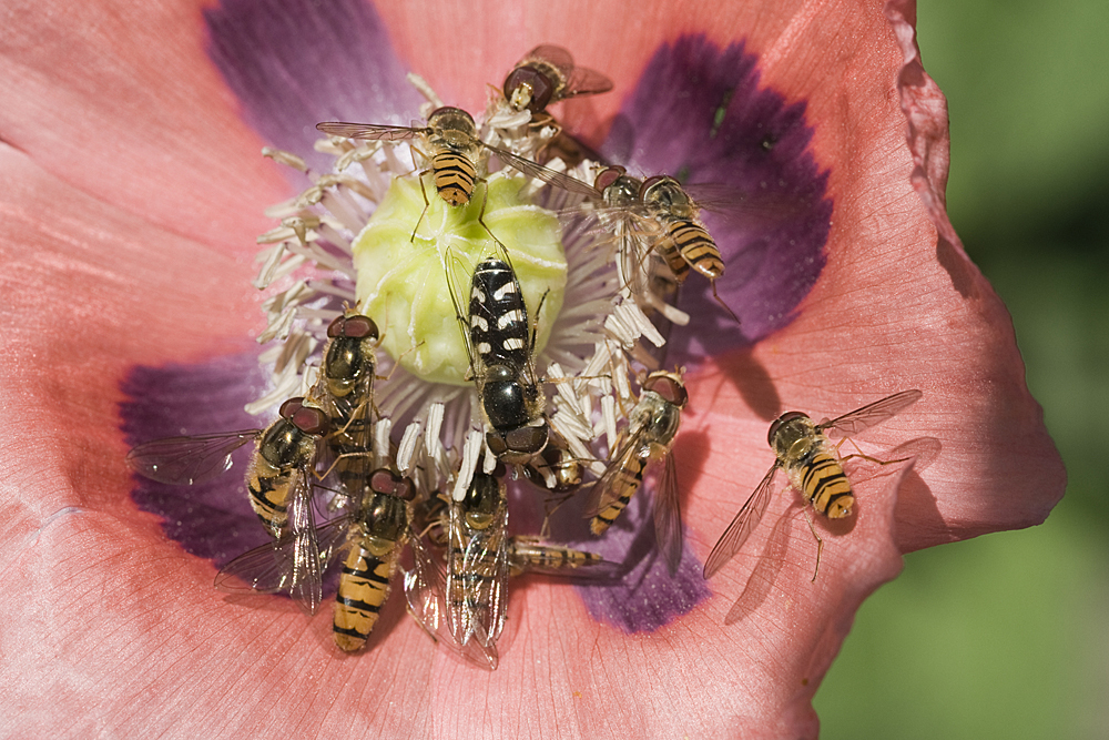 "Schwebfliegen Frühstück"