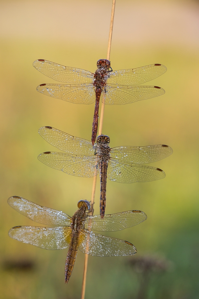 Trio