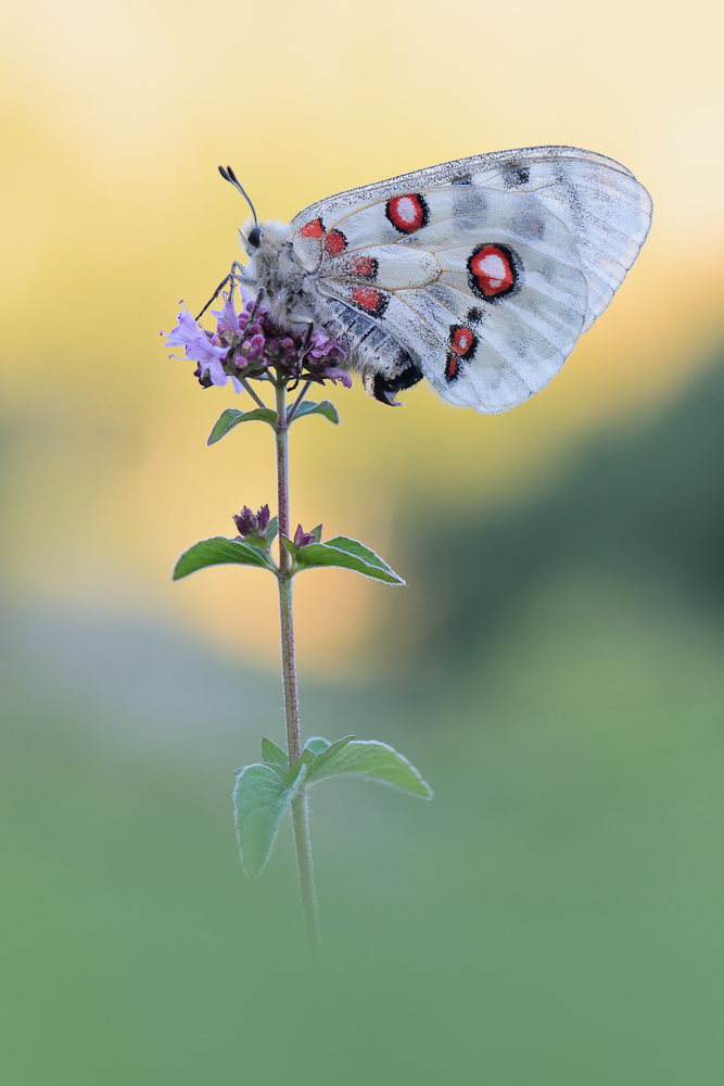 Apollofalter (Parnassius apollo)