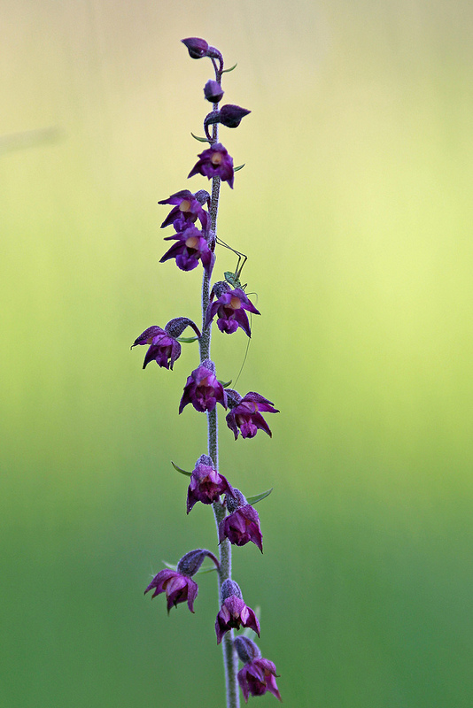 Rotbraune Stendelwurz - Epipactis atrorubens