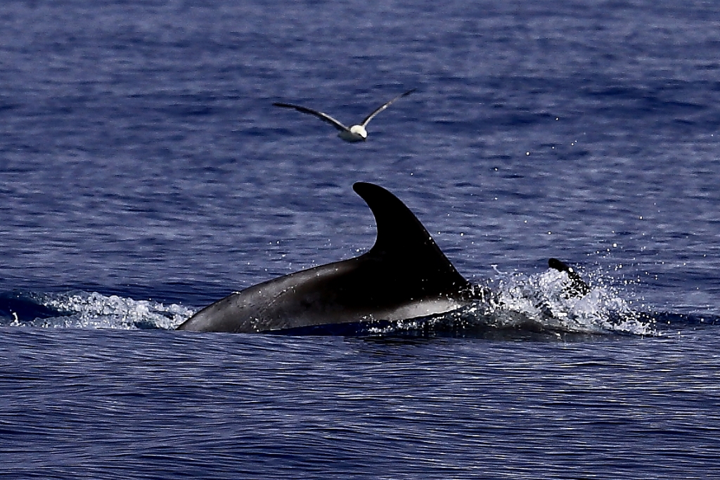 Delphin im arktischen Meer