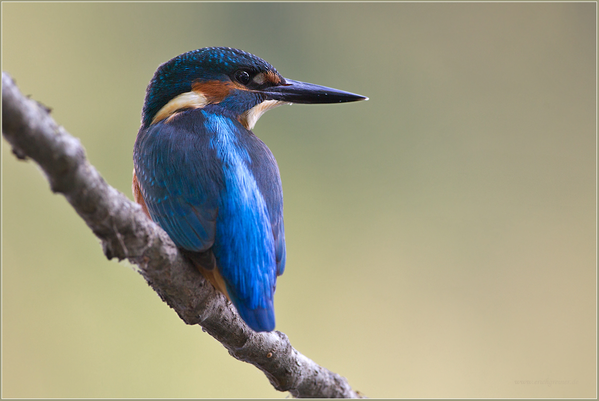 „Ein blauer Rücken…“ (Forum für Naturfotografen)