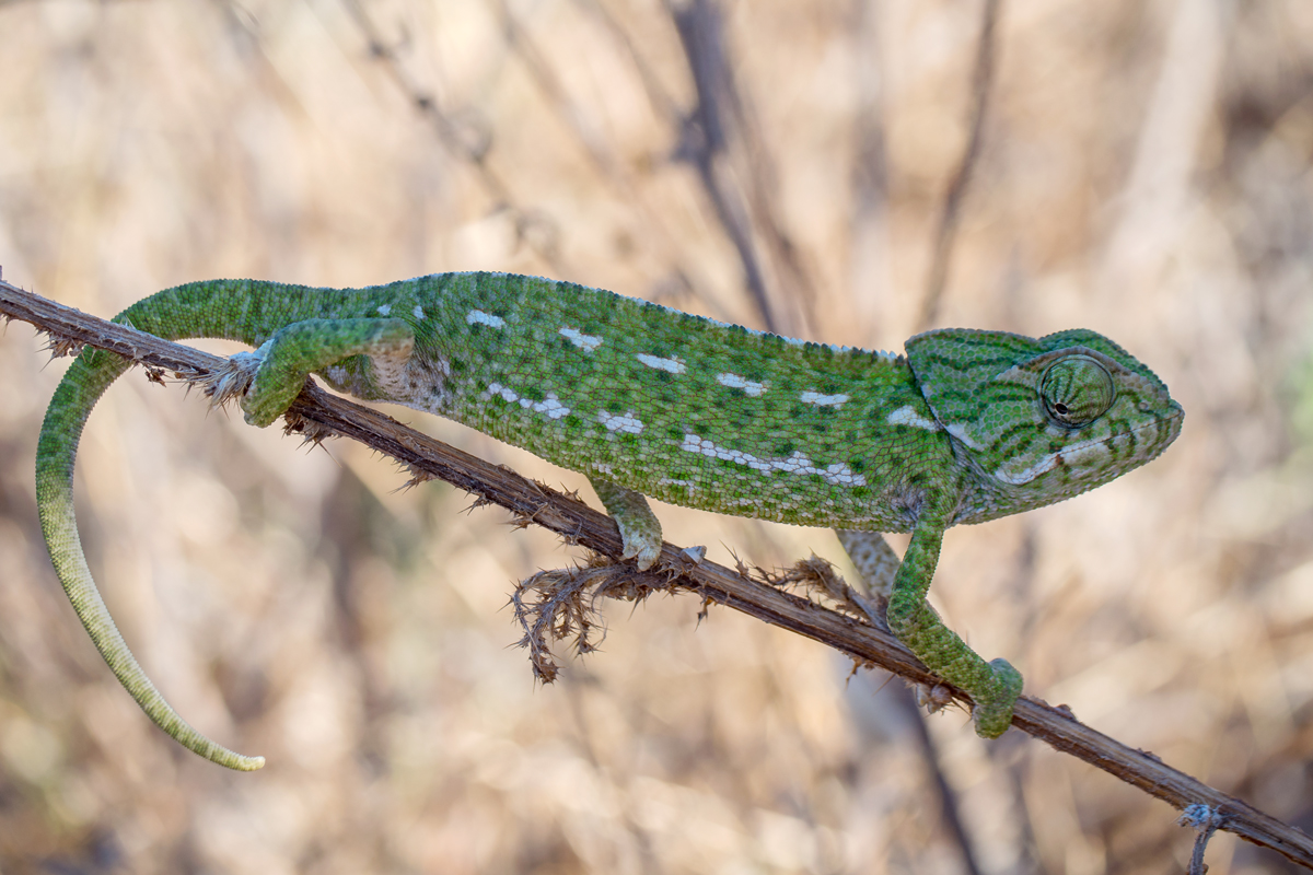 Europäisches Chamäleon (Chamaeleo Chamaeleon)