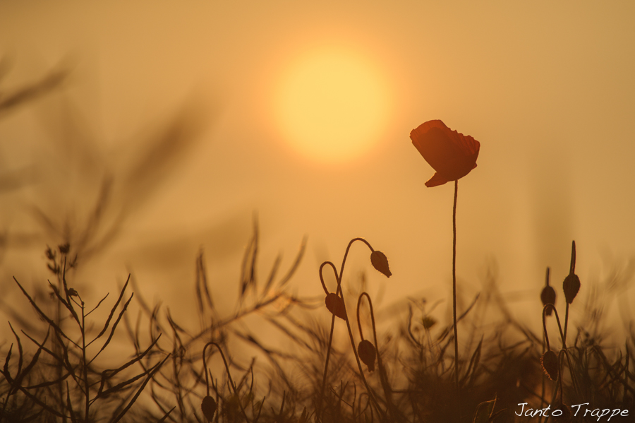 Mohn im Gegenlicht