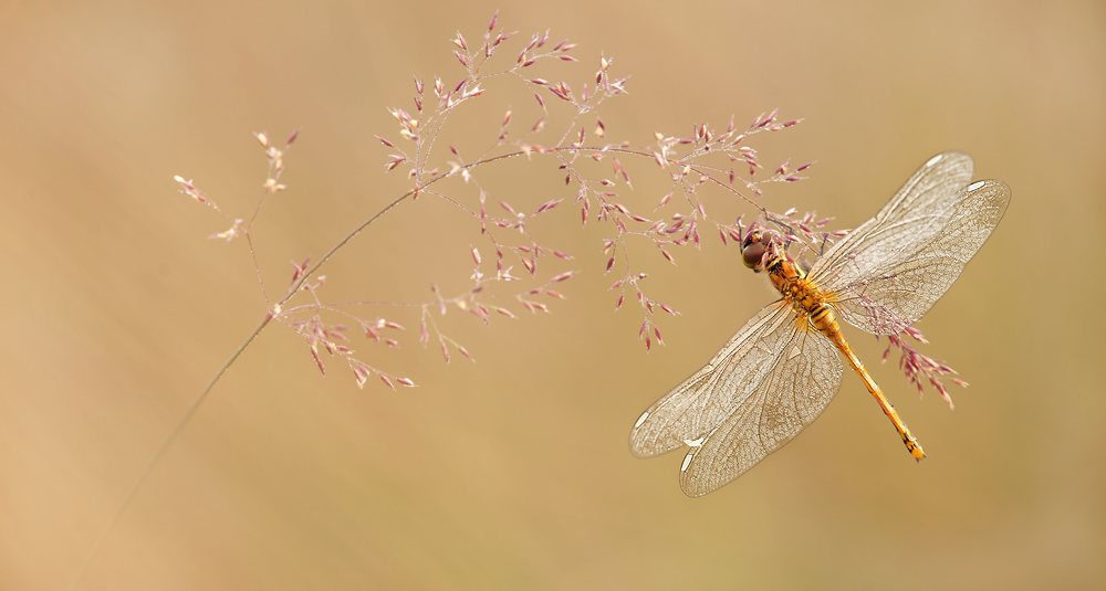 Libelle...