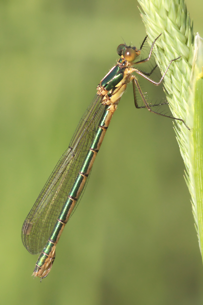 Glänzende Binsenjungfer (Lestes dryas)