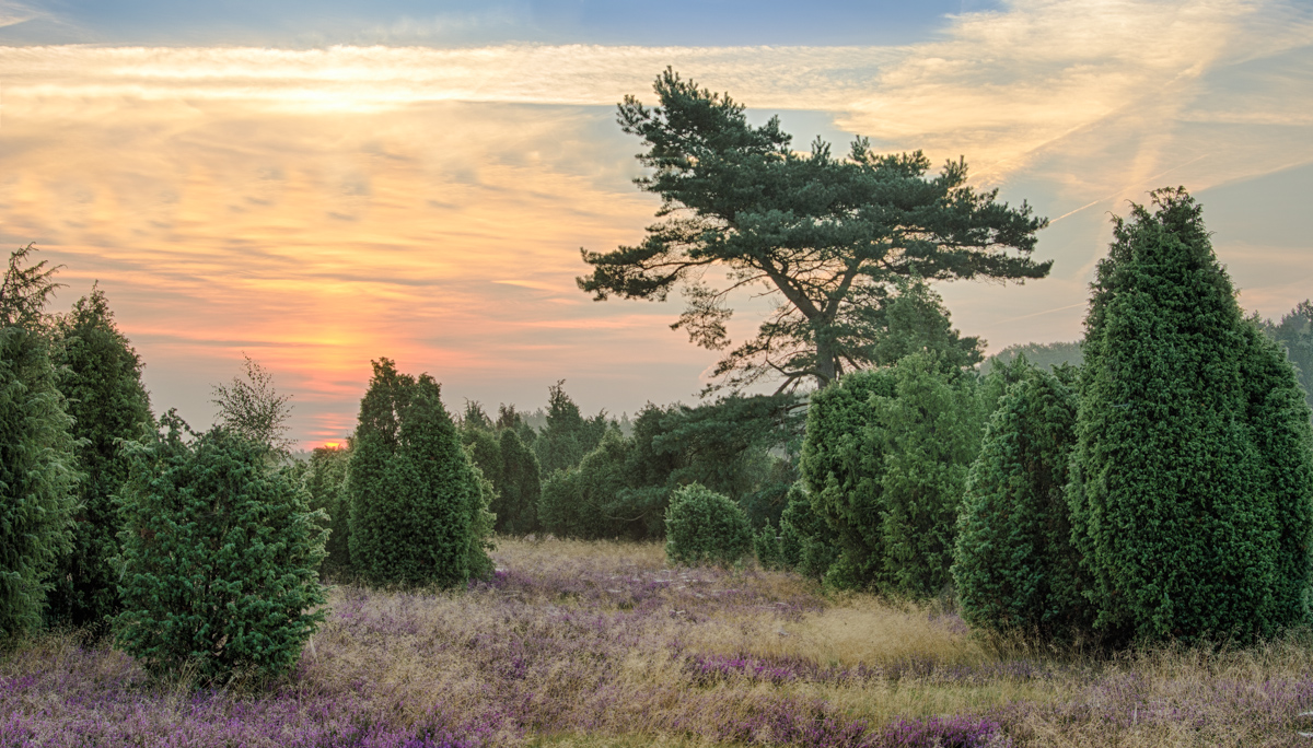 Sonnenaufgang in der Heide
