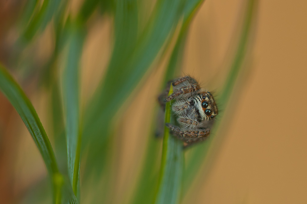 Goldaugenspringspinne